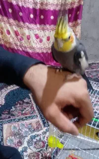 عروسی هلندی