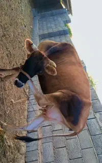 گاو جرسی زرد اصلی جوان شیری