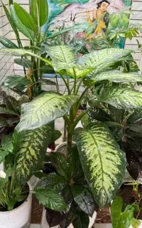 پرستار سالمند شبانه روزی در نجف اباد(همخانه)