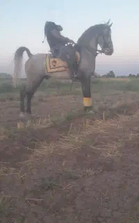 اسب