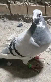 کبوتر عربستان