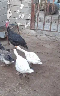 ۳تابوقلمو۳تاهم غاز