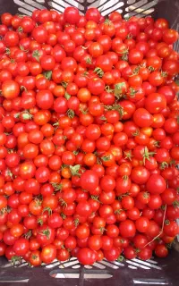 گوجه ریز محلی
