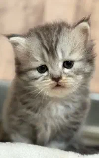 گربه اسکاتیش