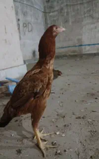 خروس لاری