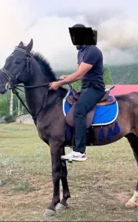 یک عدد نریان اخته نشده ۵ سال