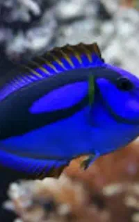 بلو تانک جراح ابشور اب شور