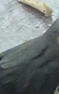 عروس هلندی سیامون دستی سخنگوگم شده