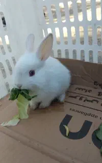 خرگوش