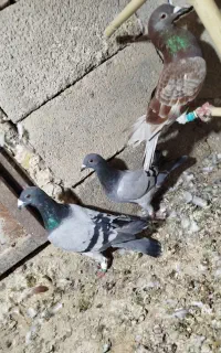 کفتر
