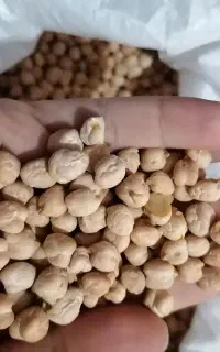 نخود دیمی تازه