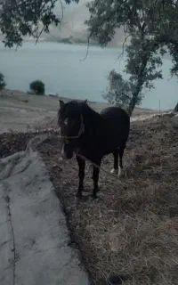 اسب چال