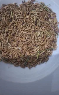 فروش بذر شالی سیاه و برنج سیاه