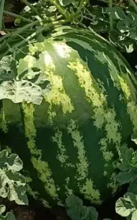 هندوانه گرد یک سایز قیمت ۲۵