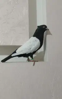 کبوتر