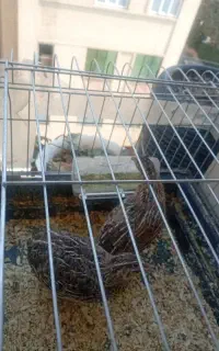 بلدرچین با قفس