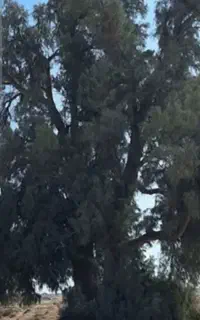 برش و تیکه کردن درخت