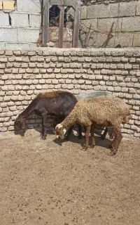 ۳ تا شیشک قزل افشار،قوچ خورده،جوان