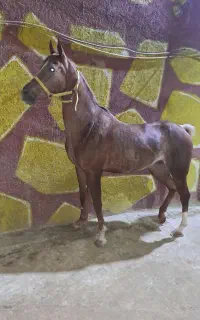 مادیان عرب ،درشت