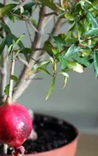 فروش ۵۰ نهال انار هسته نرم ۶ ساله با میوه وگل یکجا