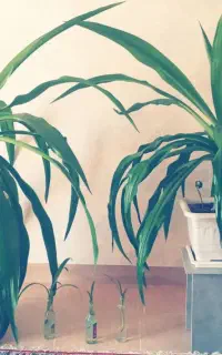 گل برگ موزی بزرگ