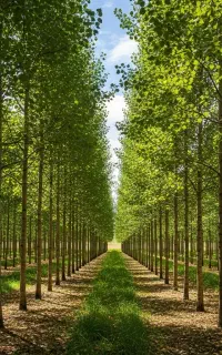 نهال درجه 1 نیگرا با ارسال فوری