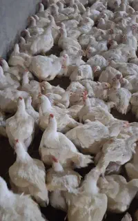 کارگر مرغداری