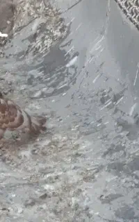 کبوتر گمشده