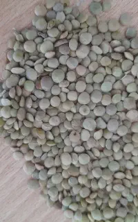 عدس مغان