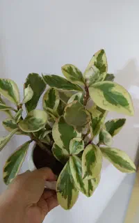 مرجان.آگلونما.قاشقی و..