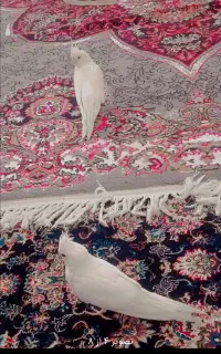 عروس هلندی البینو