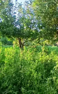 یونجه فروشی