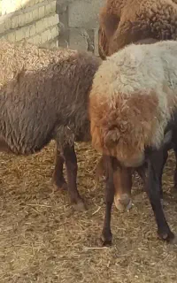 میش پاک جوان