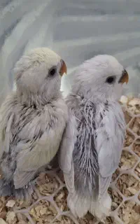 کوتوله سرلاکی