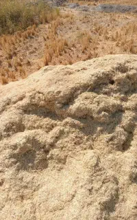 کاه گندم