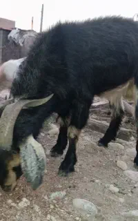 پازن درجه یک چاق چاق