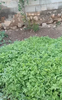 نهال گوجه فرنگی