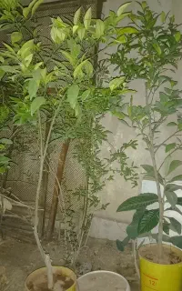 دوتا پرتغال دوتا نارنگی