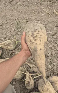چغندر قند