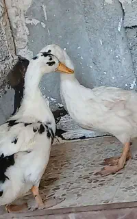 اردک