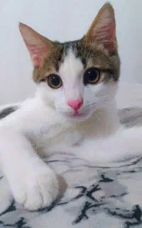واگذاری گربه DSH رایگان