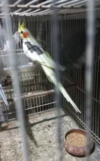 دوکت  لوتینو  ،وایت فیس ،آهویی