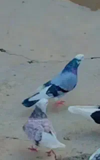 شازده سبز باخت رفته