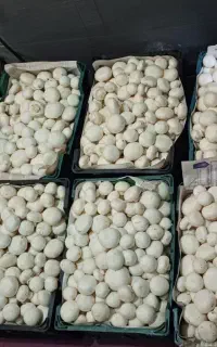 پرورش قارچ/ در فضای کم با هر امکاناتی