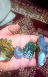 ۵تا شجر زیبا