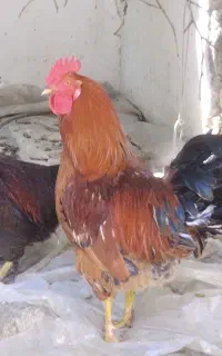 مرغ تخم گذار بومی وگلین