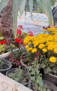 یک خانم برا کار امور منزل شبانه روزی یا نیمه وقت