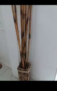 شاخه بامبو