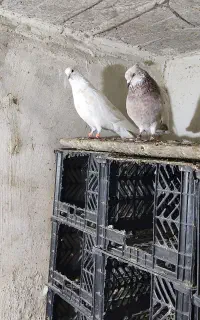 کبوتر ۱۳ ساعت به ((شرط پرواز))