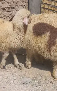 ۴عدد بره ۳تا نر یک عدد ماده برای نگه داشتن روپا